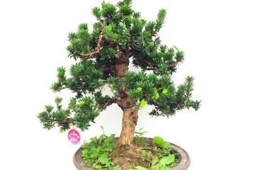 珍珠罗汉松盆景该如何养护的方法