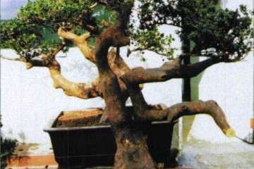 图解 怎么制作假珍珠罗汉松盆景的方法