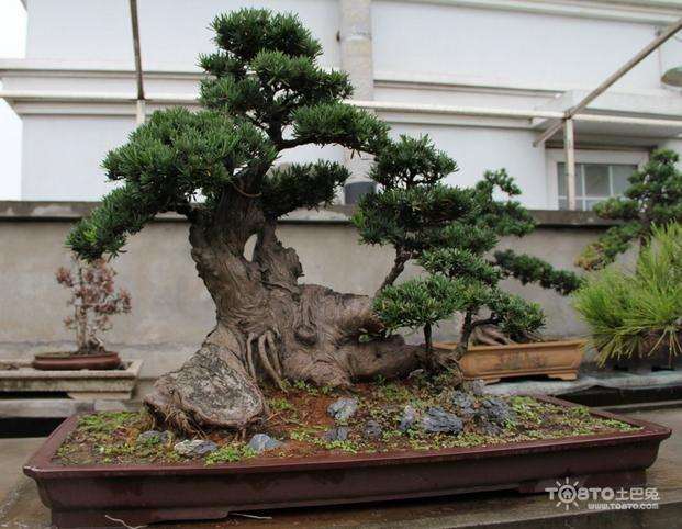 怎么使用罗汉松小苗制作盆景呢