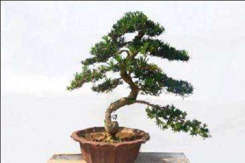 春季扦插珍珠罗汉松盆景最好