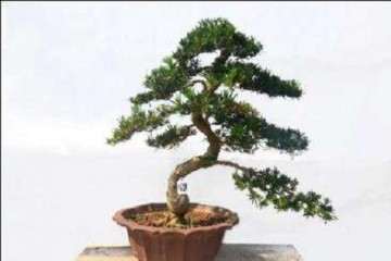 春季扦插珍珠罗汉松盆景最好 图片