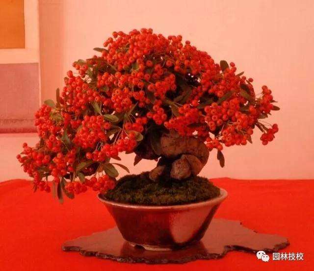 火棘盆景要经常的修剪