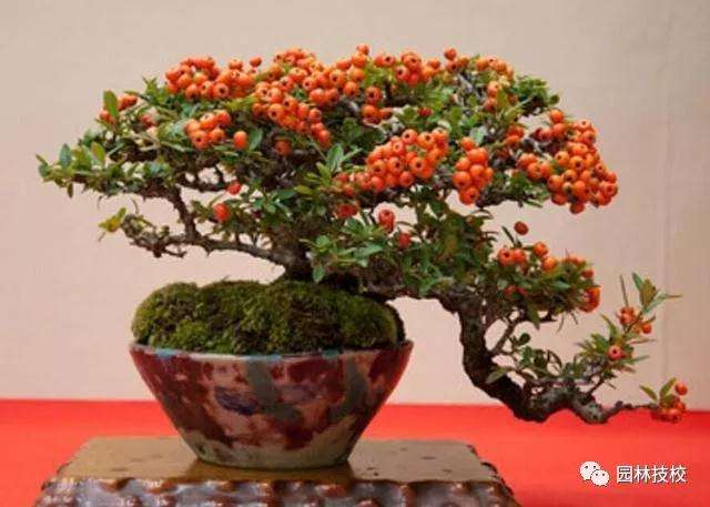 火棘盆景要经常的修剪