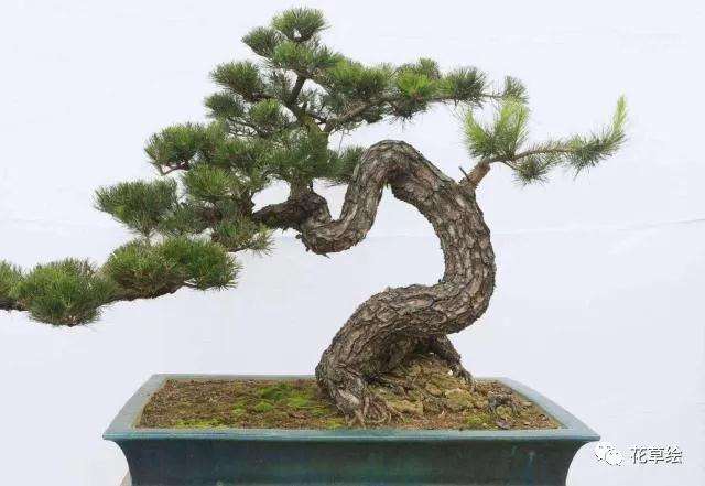 山松盆景该如何蟠扎造型的方法