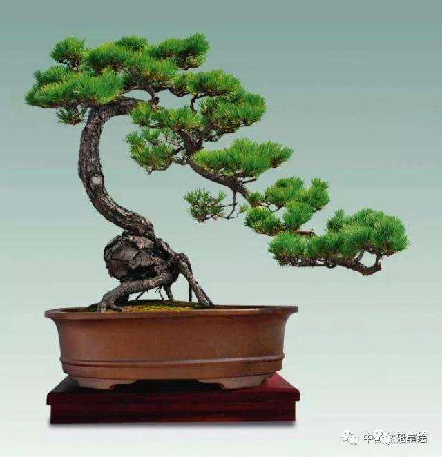 山松盆景该如何地栽养胚的方法