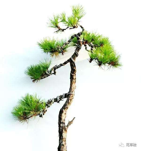 制作山松盆景该如何采桩的方法