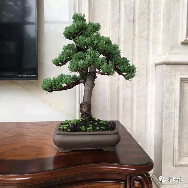 制作小微盆景松柏的5个方法