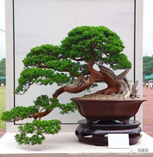 养护松树盆景最好还是用酸性土壤