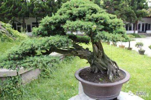 养护松树盆景最好还是用酸性土壤