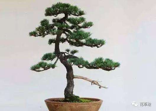五针松盆景怎么选盆上盆的3个方法