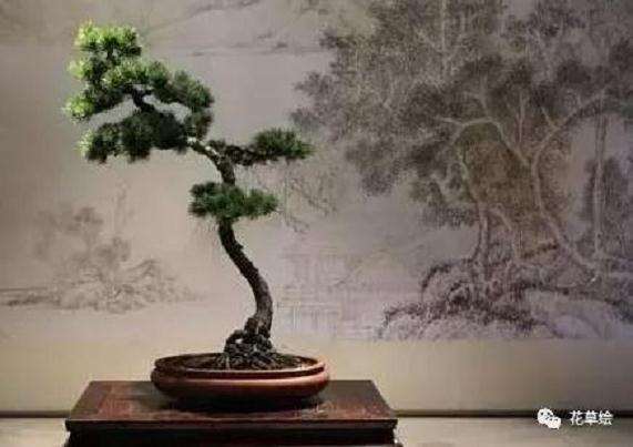 五针松盆景怎么选盆上盆的3个方法