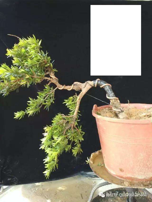 图解 罗汉松盆景素材怎么造型的过程