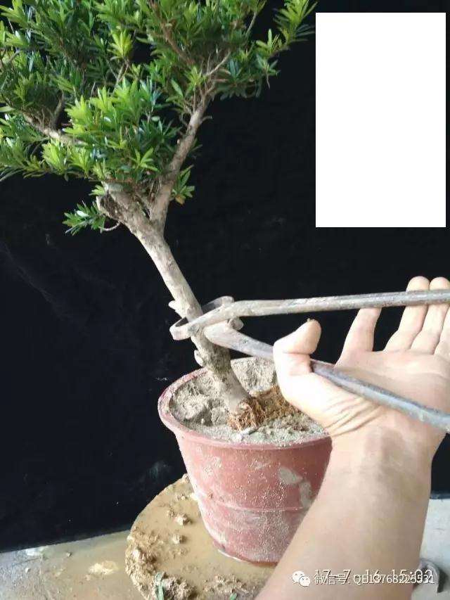 图解 罗汉松盆景素材怎么造型的过程