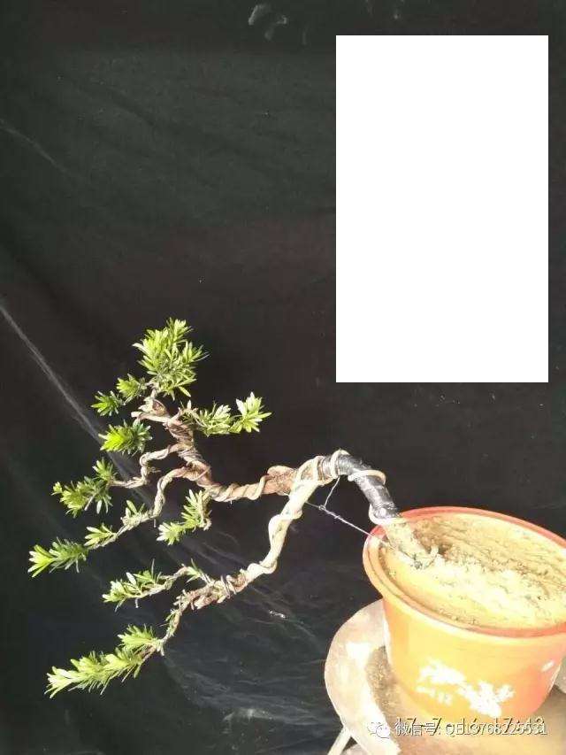 图解 罗汉松盆景素材怎么造型的过程