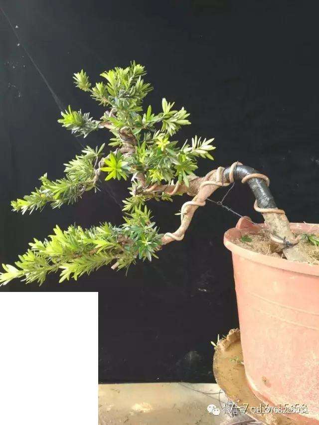 图解 罗汉松盆景素材怎么造型的过程