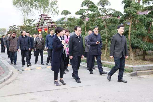 我家一盆罗汉松盆景