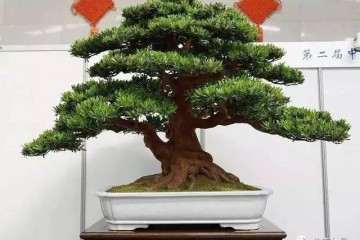 北海罗汉松盆景种植面积达4万亩