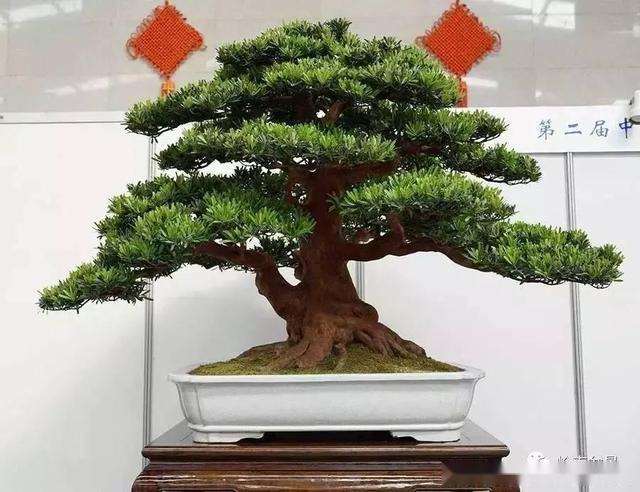 北海罗汉松盆景种植面积达4万亩