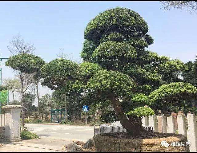 如何鉴别出上等罗汉松盆景的方法