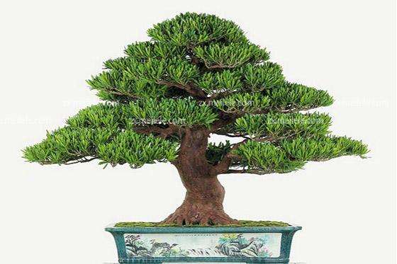 如何鉴别出上等罗汉松盆景的方法