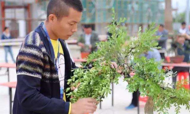 如何鉴别出上等罗汉松盆景的方法