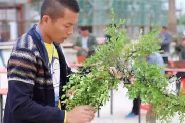 如何鉴别出上等罗汉松盆景的方法