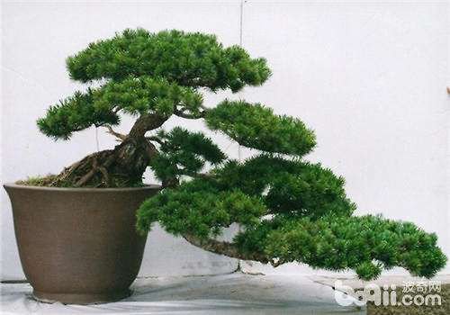 金钻罗汉松盆景怎么养殖方法