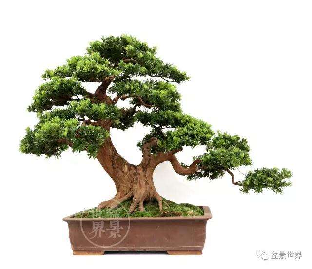 北海罗汉松盆景产业协会今后有何愿景