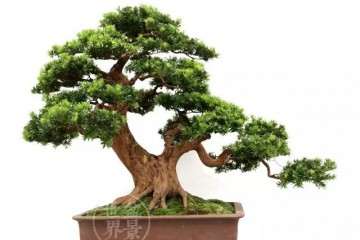 北海罗汉松盆景产业协会今后有何愿景