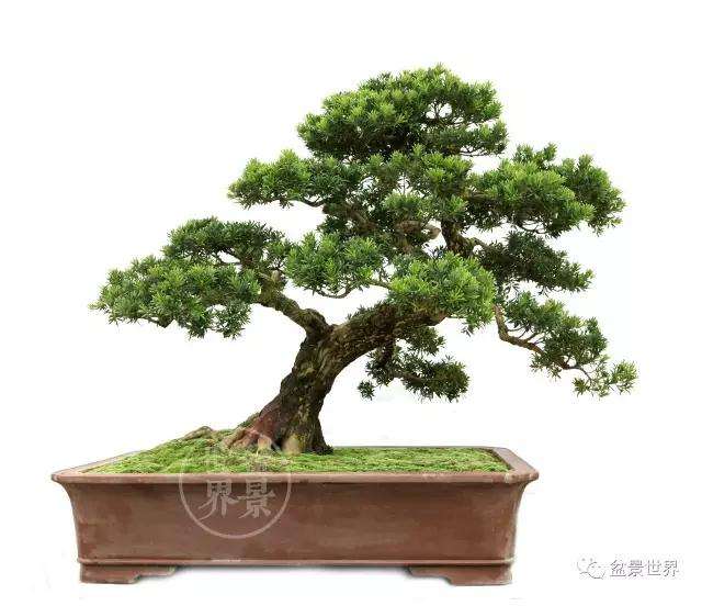 北海罗汉松盆景产业发展趋势如何