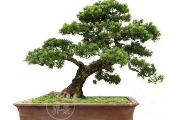 北海罗汉松盆景产业发展趋势如何