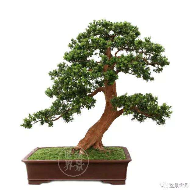 贵妃罗汉松盆景品种对整个北海有何重要意义