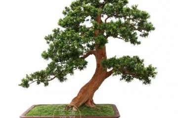 贵妃罗汉松盆景品种对整个北海有何重要意义