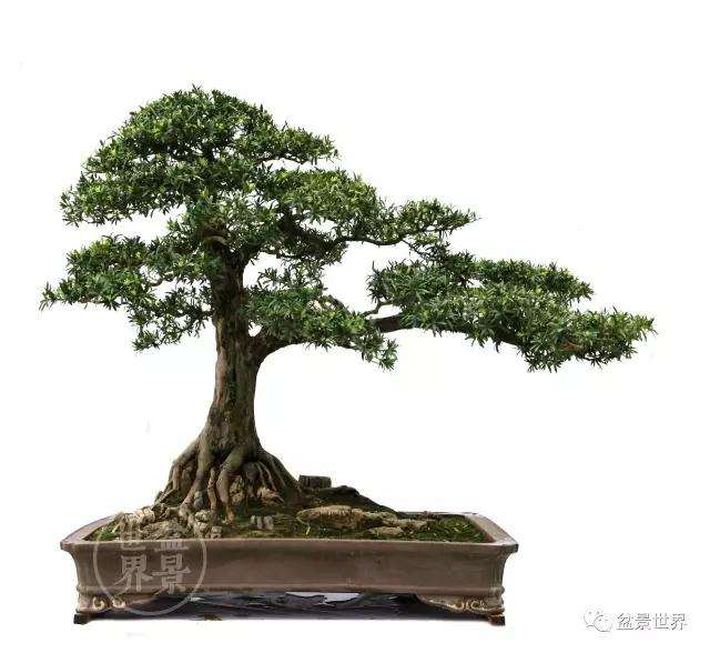 北海罗汉松盆景销往哪些地区