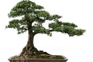 北海罗汉松盆景销往哪些地区