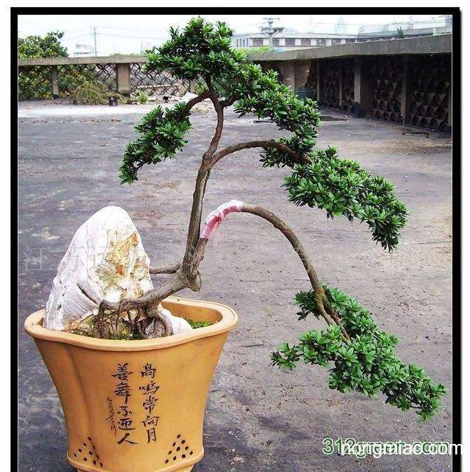 北海罗汉松盆景产业协会在什么背景下成立