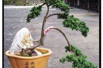 北海罗汉松盆景产业协会在什么背景下成立