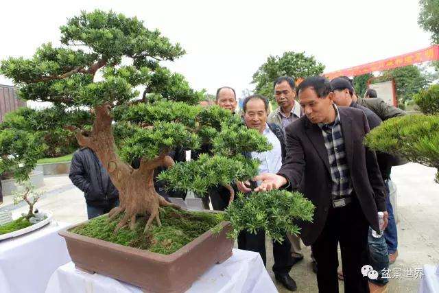 如今北海罗汉松盆景已发展到2万亩