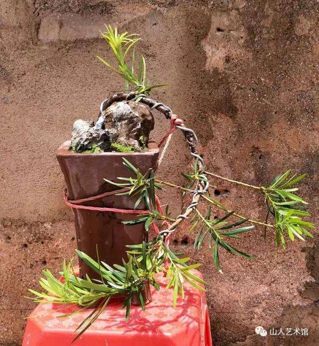 图解 怎么制作罗汉松悬崖式附石盆景