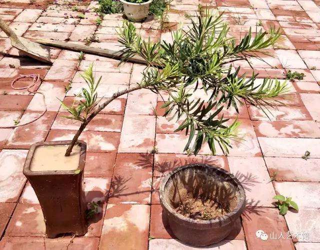 图解 怎么制作罗汉松悬崖式附石盆景