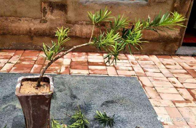 图解 怎么制作罗汉松悬崖式附石盆景