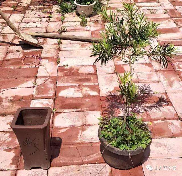 图解 怎么制作罗汉松悬崖式附石盆景