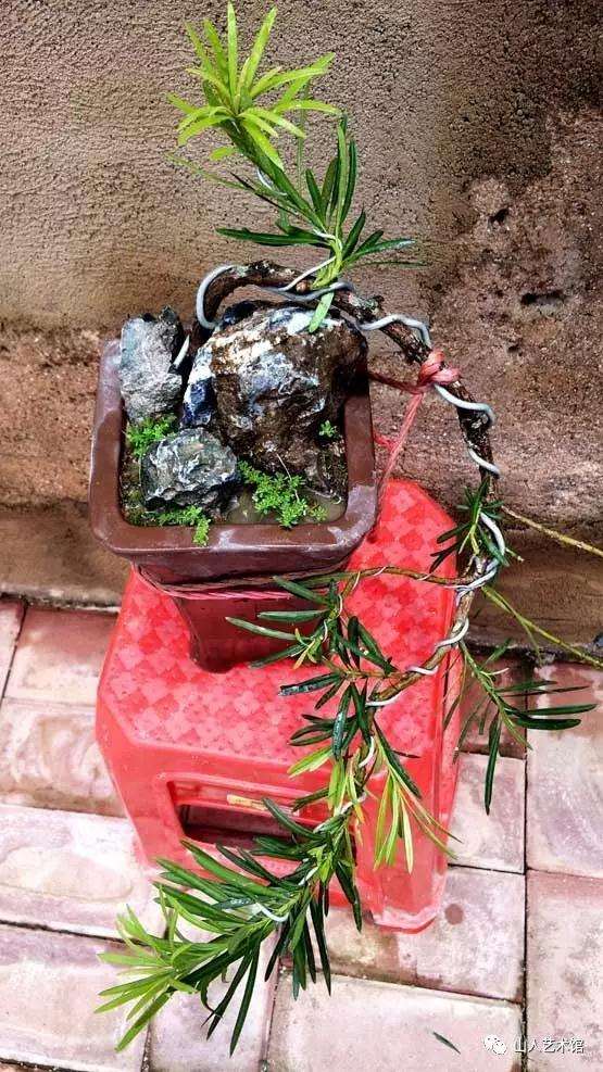 图解 怎么制作罗汉松悬崖式附石盆景