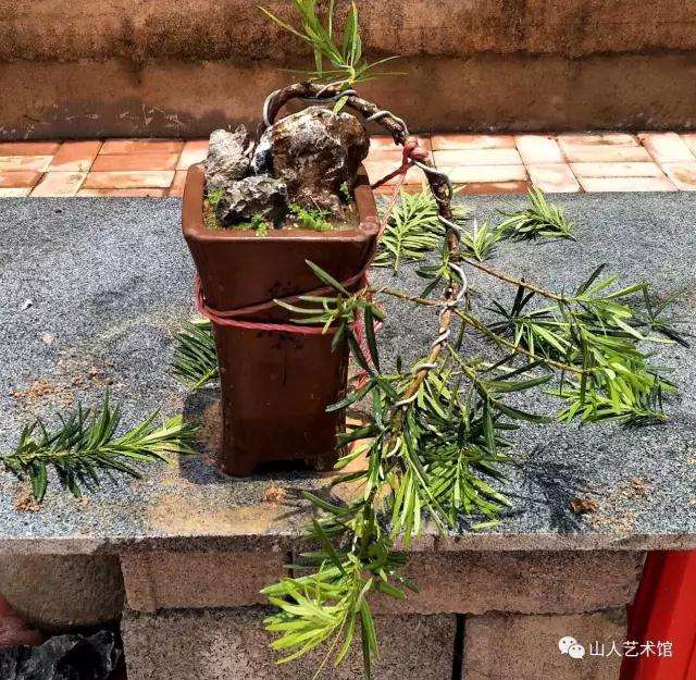 图解 怎么制作罗汉松悬崖式附石盆景