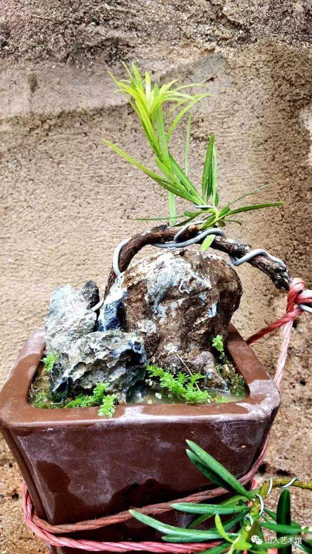 图解 怎么制作罗汉松悬崖式附石盆景