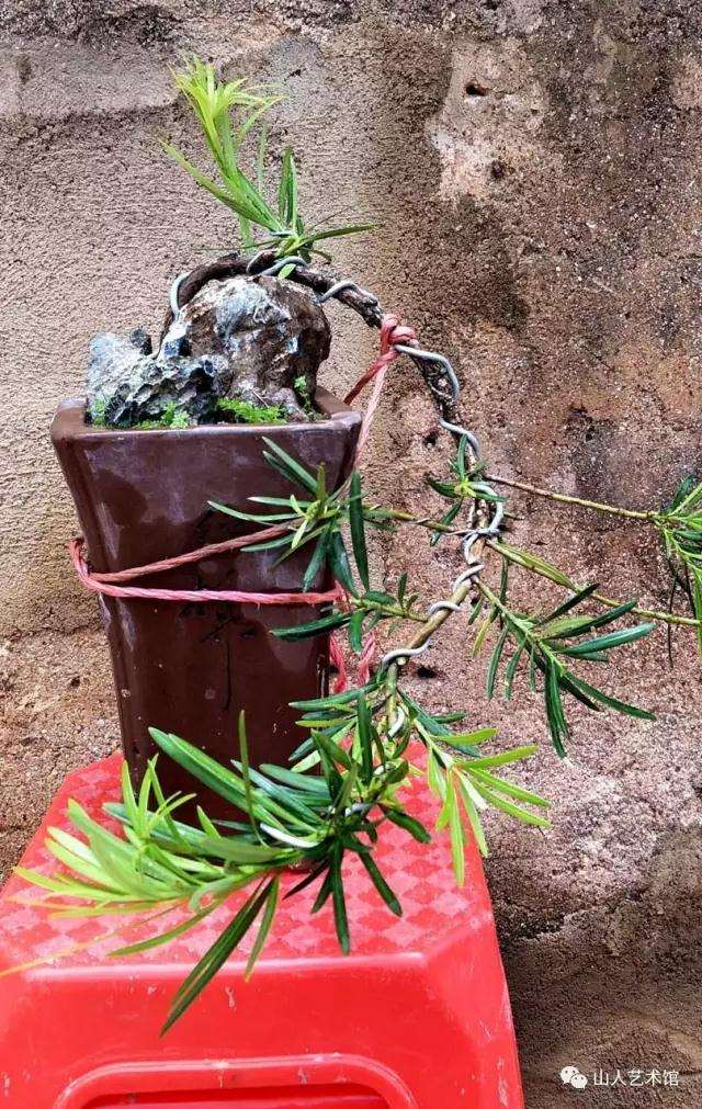 图解 怎么制作罗汉松悬崖式附石盆景
