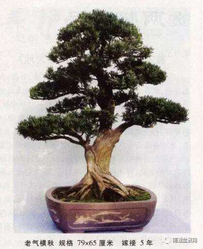 雀舌罗汉松盆景怎么快速嫁接成型