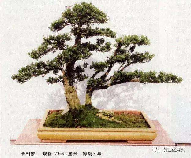 雀舌罗汉松盆景怎么快速嫁接成型