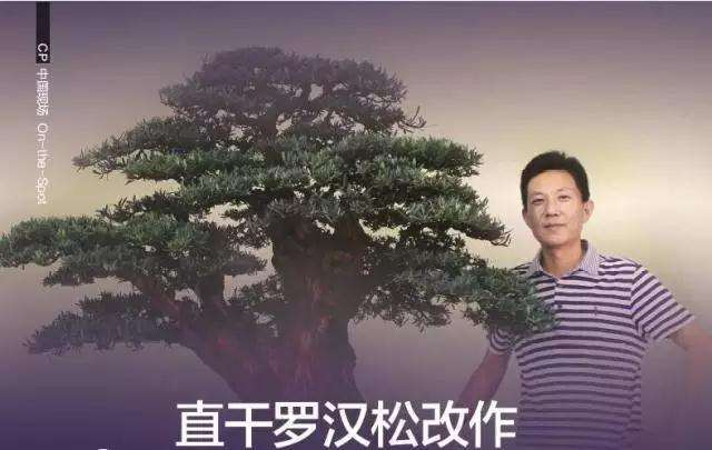 怎么制作直干罗汉松盆景的方法