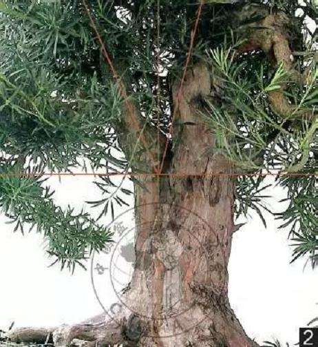 怎么制作直干罗汉松盆景的方法